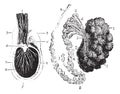 Cross section of the testis, epididymis and tunica vaginalis, vi Royalty Free Stock Photo