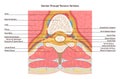 Cross section through thoracic vertebra. Spinal cord anatomy. Middle segment Royalty Free Stock Photo