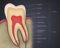 Cross-section of a tooth with descriptions