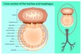 Cross section of the trachea and esophagus. Royalty Free Stock Photo