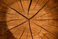 Cross section of the tree, close up structure, cracked surface from old age Royalty Free Stock Photo