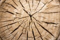 Cross Section Of Tree Cracking As It Dries Royalty Free Stock Photo