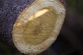 Cross section of a tree log in forest Royalty Free Stock Photo