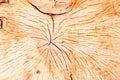 Cross section of a tree. stem. light texture, background Royalty Free Stock Photo