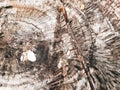 Cross Section of Tree Stump in Madiun Royalty Free Stock Photo