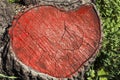 Cross section of tree stump painted in red. Surface of timber background Royalty Free Stock Photo