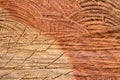 Cross-section of tree with traces of chain saw. Two-tone natural walnut wood background. Top view. Close-up. Royalty Free Stock Photo