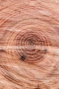 Cross-Section of Tree Trunk. Circles on tree. Wood, Tree wuchs, Hardwood, lumber, raw materials. Photo, wallpaper