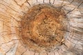 Cross section tree trunk, close-up wooden cut texture, background Royalty Free Stock Photo
