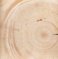 cross-section of tree trunk or end of log as natural background Royalty Free Stock Photo