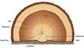 To the finer inner rings demonstrating the tree s growth patterns Royalty Free Stock Photo