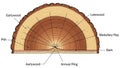 Earlywood and latewood forming the annual rings which indicate a Royalty Free Stock Photo