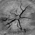 Cross section of tree trunk, log end Royalty Free Stock Photo