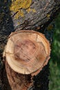 Cross section of tree trunk with tree ring pattern and cracks in bark. Rough wooden textures. Hardwood background with copy space