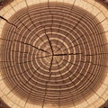 Cross-section of a tree trunk with rings. Royalty Free Stock Photo