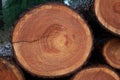 Cross section of tree trunk Royalty Free Stock Photo