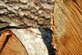 Cross section of tree trunk, sawn wood. Royalty Free Stock Photo