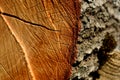 Cross section of tree trunk, sawn wood. Royalty Free Stock Photo