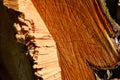 Cross section of tree trunk, sawn wood. Royalty Free Stock Photo