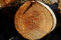 Cross section of tree trunk, sawn wood. Royalty Free Stock Photo