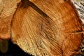 Cross section of tree trunk, sawn wood. Royalty Free Stock Photo