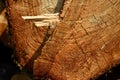 Cross section of tree trunk, sawn wood. Royalty Free Stock Photo