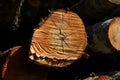 Cross section of tree trunk, sawn wood. Royalty Free Stock Photo