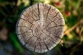 Cross section of tree trunk showing growth rings on natural background. log. timber wood texture Royalty Free Stock Photo