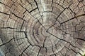 Cross section of tree trunk showing growth rings on natural background. log. timber wood texture Royalty Free Stock Photo