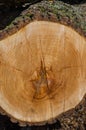 Old tree log rings Royalty Free Stock Photo