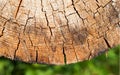 Cross section of tree trunk showing growth rings. Slice of a trunk of a wood with annual rings Royalty Free Stock Photo