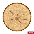 Cross section of tree trunk. Vector. Royalty Free Stock Photo