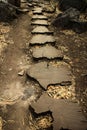 Cross-section tree trunk walkway Royalty Free Stock Photo