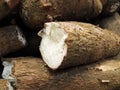 Tuber root of Manihot esculenta, cassava, manioc, mandioca or yuca Royalty Free Stock Photo