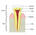 Cross section of a typical tooth Royalty Free Stock Photo