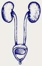 Cross section urinary bladder