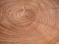 Cross section of a very old tree with countless tree rings demonstrative of age. Large circular piece of wood cross section with Royalty Free Stock Photo