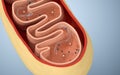 Cross-section view of Mitochondria. Medical info graphics on white background, 3d rendering