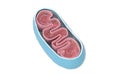 Cross-section view of Mitochondria. Medical info graphics on white background, 3d rendering