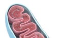 Cross-section view of Mitochondria. Medical info graphics on white background, 3d rendering