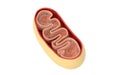 Cross-section view of Mitochondria. Medical info graphics on white background, 3d rendering