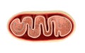 Cross-section view of Mitochondria. Medical info graphics on white background, 3d rendering