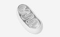 Cross-section view of Mitochondria. Medical info graphics on white background, 3d rendering