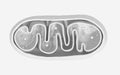 Cross-section view of Mitochondria. Medical info graphics on white background, 3d rendering