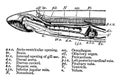 Cross Section View of a Sea Lamprey, vintage illustration