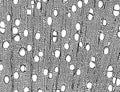 Cross section - Xylem. Plant tissue structure