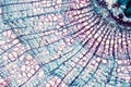 Cross section - Xylem is a type of tissue in vascular plants that transports water and some nutrients