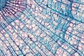 Cross section - Xylem is a type of tissue in vascular plants that transports water and some nutrients