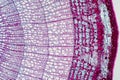 Cross section - Xylem is a type of tissue in vascular plants that transports water and some nutrients Royalty Free Stock Photo