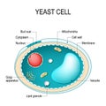 Cross section of a yeast cell. Structure of fungal cell. Royalty Free Stock Photo